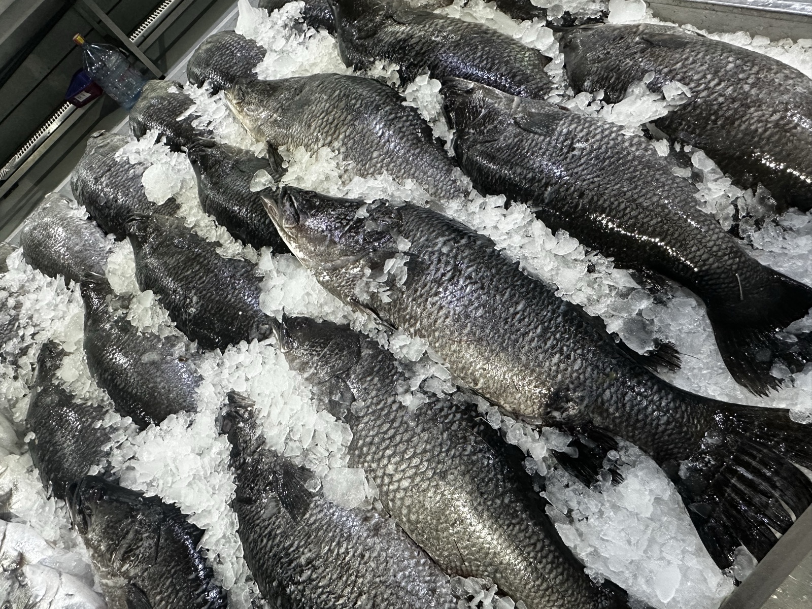 Fresh fish displayed on ice at Waterfront Market