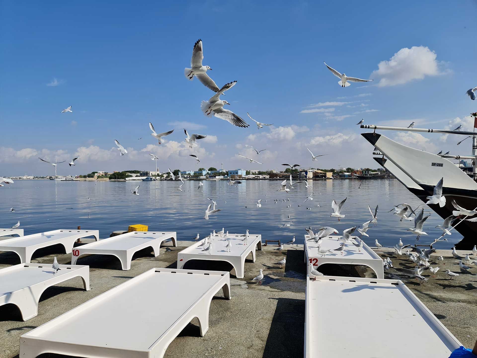 Ajman Fish Market view