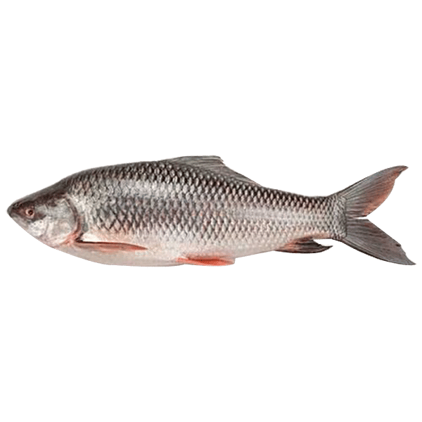 Premium frozen seafood stock